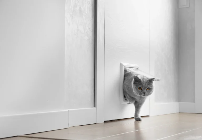 Cat flap installed in a rental apartment in Switzerland