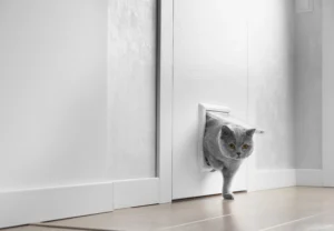 Grau getigerte Katze benutzt Katzentüre in Mietwohnung in der Schweiz